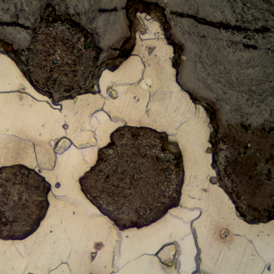 Polished cross-section showing rounded graphite nodules within a ferritic matrix, bordered by an irregular oxidized region at the surface edge.
