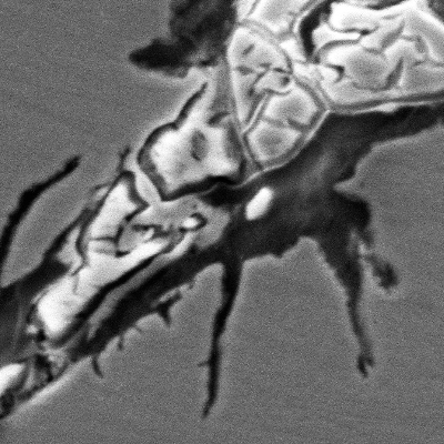 Micrographic detail of the cracking, associated to the ferrite network, that presents both corrosion (preferential dissolution) and fracture (clevage) aspects.