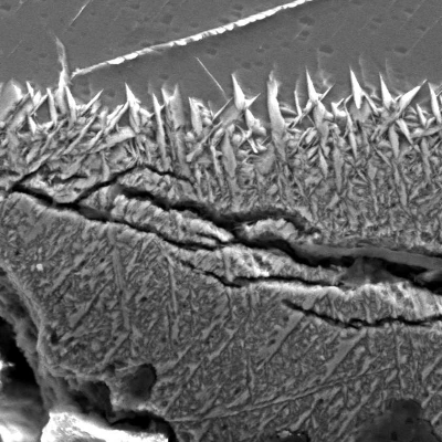 Hydride layer at the internal surface of the pipe base metal, after Kroll etch.
