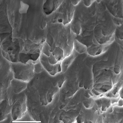 The fracture micromechanism is ductile for the pin that has been sheared in a condition of controlling the load carrying. Elongated Dimples.