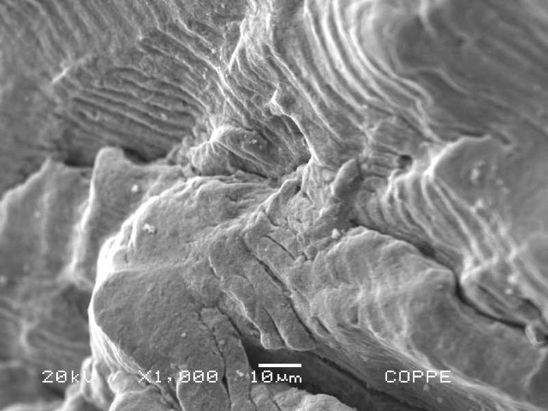 After opening the crack the fracture surface presented different aspects close to the internal surface, in the initiation, and through the wall propagation. Detail of the transgranular striation, showing the contribution of pulsing loads.