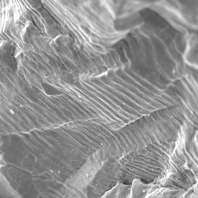 After opening the crack the fracture surface presented different aspects close to the internal surface, in the initiation, and through the wall propagation.  Detail of the transgranular striation, showing the contribution of pulsing loads.