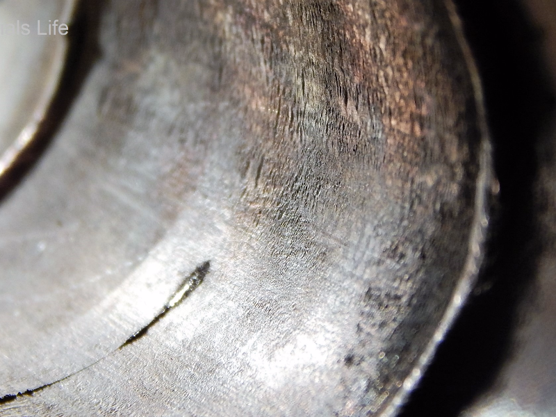 Aspect of the internal surface of the 2" nominal diameter pipe, SCH 40, presenting a circumferential through wall cracking in the pipe, not associated to any of the welded joints. It is possible to see the cracking parallel to the two welded joints: the pipe to weldolet (left side of the figure); and the pipe to flange (right side of the figure).