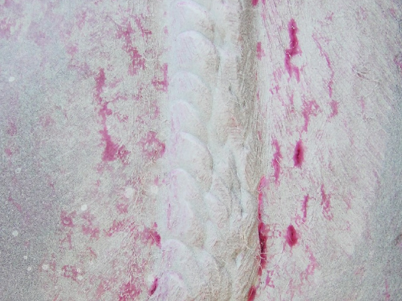 Visual aspect of the repair welded plate surface, cracked during welding.  Several cracks paralell to the welded regions, revealed by dye check, appear adjacent to the repair beads.  The width of the repair is 15 mm.
