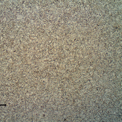 Longitudinal section of the fitting in the center of the thickness (2"). Refined ferritic structure.