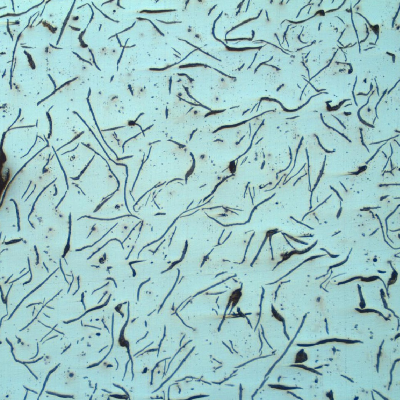 Low magnification micrography presenting the grapjite morphology.