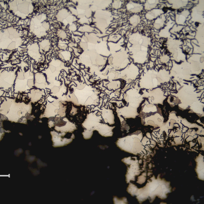 The micrography of a longitudinal section of the pipe, close to the internal surface, shows a general corrosion mechanism (with slow wall thickness loss), although the graphite/matrix interface is corroded preferentially.