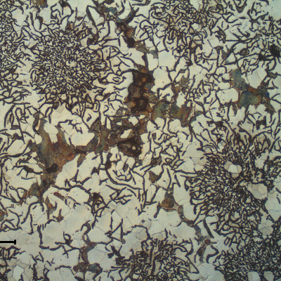 Micrography of the longitudinal section of the pipe, in the center of the thickness. Graphite in flakes and ferritic matrix with small regions of perlite.
