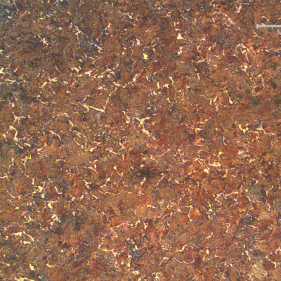 Transverse section of the 3.6 mm wire, presenting a strain hardened structure, predominantly perlitic.