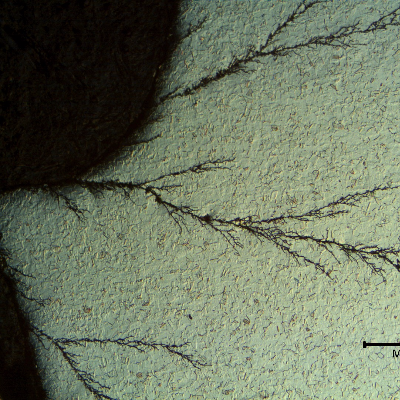 Micrography presenting the transgranular morphology of the stress corrosion cracks of the austenitic plate.  EDS analysis at the plate surface indicated high Cl peaks.