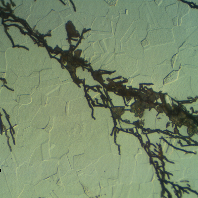 Micrographic detail of a branch transgranular crack typical of CSCC.  Moreover, there is no evidence of intergranular precipitation.