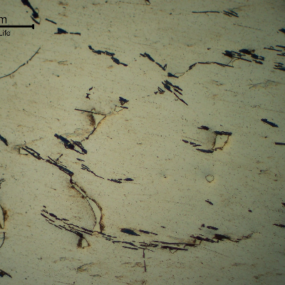 Micrography of the cast Aluminum alloy (AlSnCuNi) typically adopted for bearing applications.
