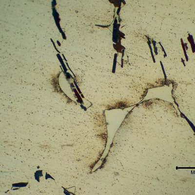 Micrography of the cast Aluminum alloy (AlSnCuNi) typically adopted for bearing applications.