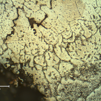 Intergranular corrosion at the fusion line of the AA 6063 pipe, that presents strong precipitation.