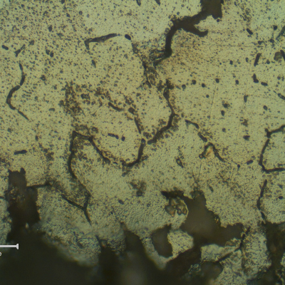 Micrographic detail of the intergranular corrosion at the fusion line of the AA 6063 pipe.