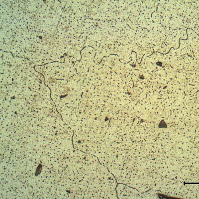 Weld metal structure.