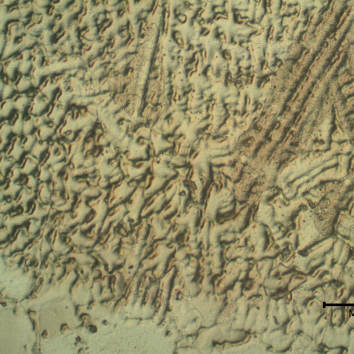Micrographic detail of the pipe fusion line. The pipe heat affected zone is at the bottom and the weld metal is at the top.