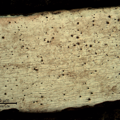 Micrography of the elbow base metal. The comparison with the pipe micrography shows an important difference of thickness.