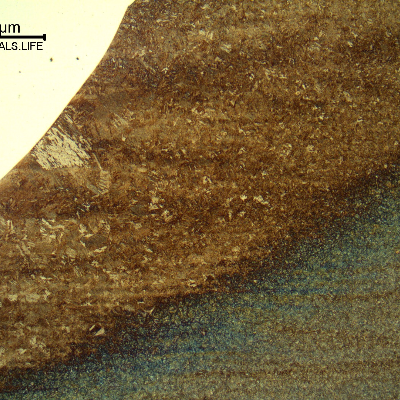 Micrography of the fusion line close to the cap pass (CP).  The weld metal (non etched) is in the left side.