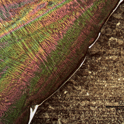 Micrography of the fusion line etched with Chromic Acid.  The weld metal (etched, dendritic) is in the left. There is a white layer that corresponds to planar solidification growth of the melted weld.
