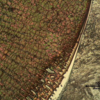 Micrographic detail of the fusion line. The white layer is a region of planar growth. Chromic acid, electrolytic etched.