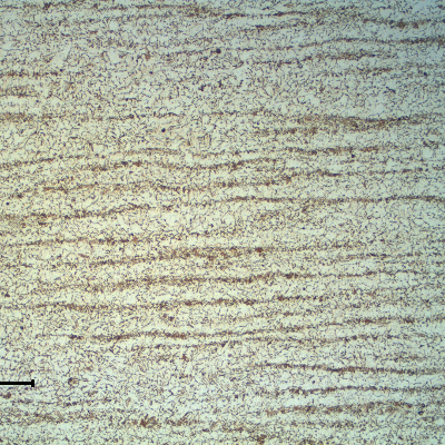 Micrography of the 12 mm plate base metal, carbon-manganese steel. Ferritic-perlitic structure, refined.