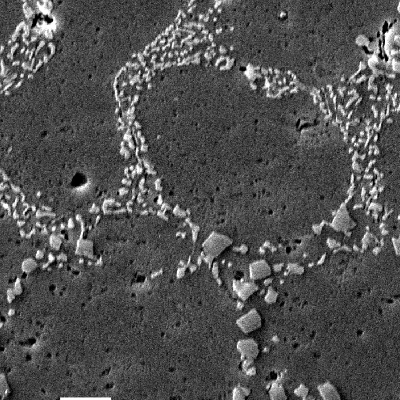 The coalesced silicon particles in the interdendritic space of the base metal presents a remelting at the fusion zone. The micrography by SEM shows the exactly line where the eutectic is remelted and refined. Keller etch.