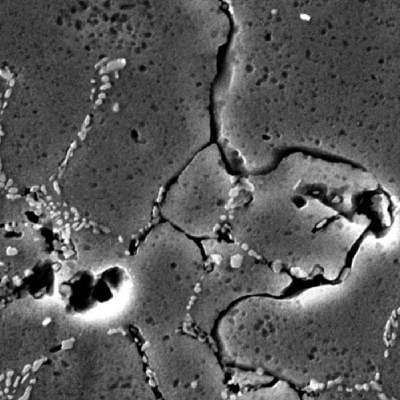 Detail of the hot cracks in the fusion zone.  The eutectic regions were melted and cracked in an interdendritic morphology. Keller etch.