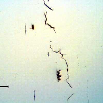 The micrography, in the "as polished" condition, of the longitudinal section of the bolt showing that there are non-continuous longitudinal cracks, intergranular, associated to regions of impurities, probably segregation bands, as evidenced by the grey elongated sulfide inclusions.