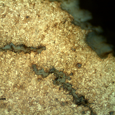Micrographic detail of the longitudinal section of the link, close to the fracture surface, presenting the intergranular morphology  of the secondary cracks, parallel to the fracture.