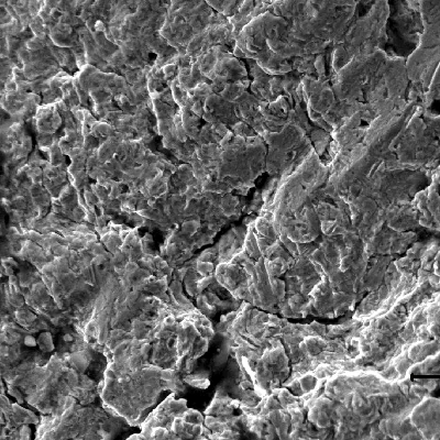 Fractographic detail of the fatigue striation in the subcritical crack growth.