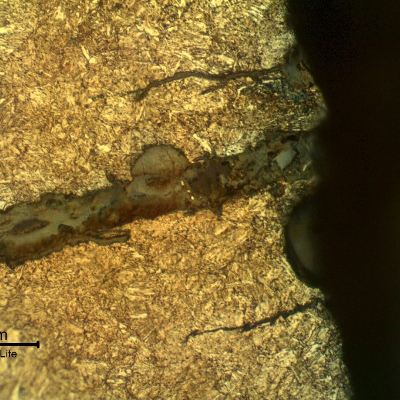 Micrography of the external surface of the tubular equipment, close to the fracture position (it is to the top of the figure),  showing multiple cracks, typical of a corrosion fatigue mechanism.