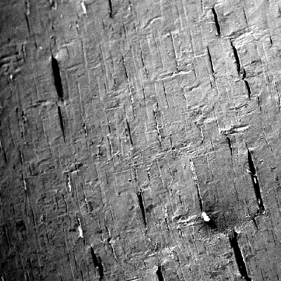 Microscopic detail of the cracks at the surface of the pin, close to the fracture.  It is possible to see that the cracks are not associated to plastic deformation at the surface.  Instead they are brittle and associated to regions where the material lost the passivation (dark grey stains at the surface). Some cracks that already opened (a little) showed deformation at the tips.