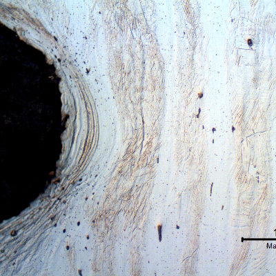 Micrography of the longitudinal section of the bolt, at the thread. The bolt was cold deformed and the thread was cold rolled.