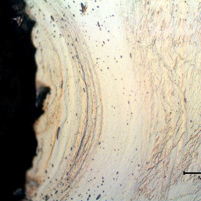 Micrographic detail of the strain hardened austenitic structure at the thread.