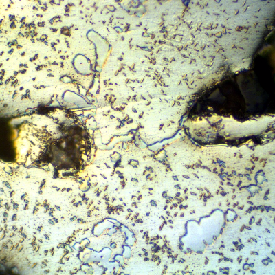 Micrography of the tube removed from service after 6 month, close to a region of a casting defect (shrinkage), presenting austenitic structure with a network of primary precipitates (initial stage of coarsening) and intragranular secondary precipitation.