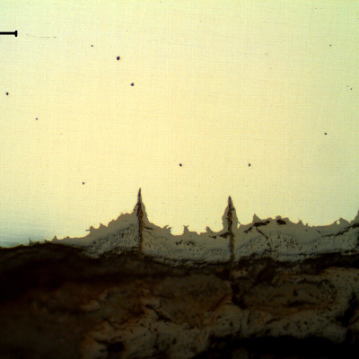 Micrographic details of the longitudinal section of the tube, close to ID, showing paralel cracks, filled with oxides, perpendicular to the surface.
