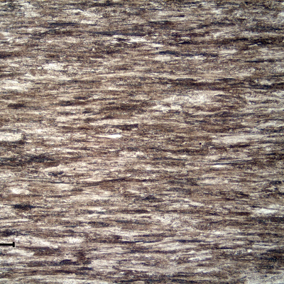 Micrography of a longitudinal section of a 4 mm diameter wire base metal, presenting a strain hardened and aligned pearlitic structure.