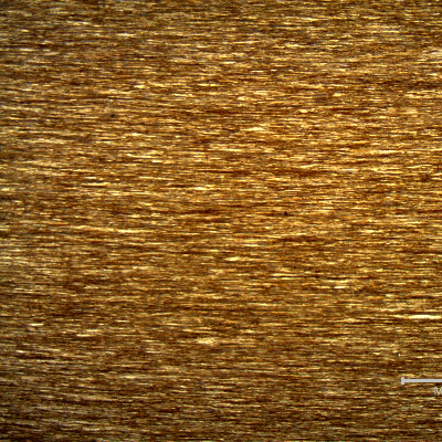 Micrography of a longitudinal section of the core wire, 2.0 mm diameter, in the center of the thickness, showing a strain hardened structure, aligned.