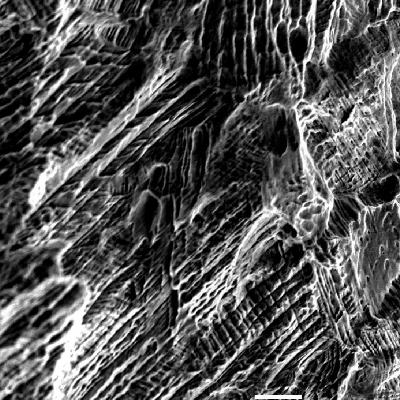 Nitronic 60 cylinder. Scanning electron microscopy image of a corroded region at the external surface of the cylinder, that is austenitic.  The image shows the structure revealed by dissolution of the material (inside the pits) evidencing the strain hardened layer that is presented at the cylinder surface due to the manufacturing process.