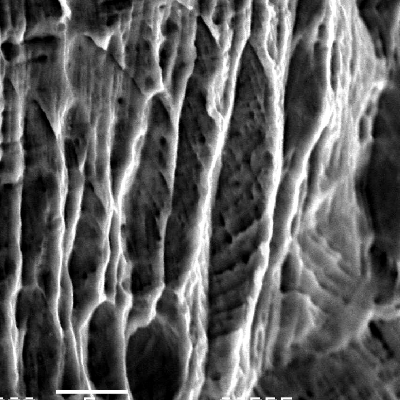 Nitronic 60 cylinder. Scanning electron microscopy image of a corroded region in a pit, at the external surface of the cylinder.  The corrosion (dissolution) revealed the strain hardened layer at the surface.