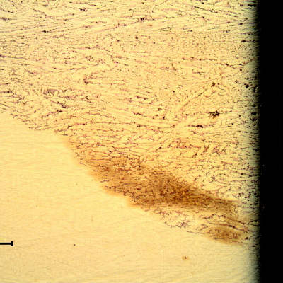Micrography of the transverse section of the platesheet at the interface between the corroded and the non-corroded regions. The micrography is in the as polished condition.