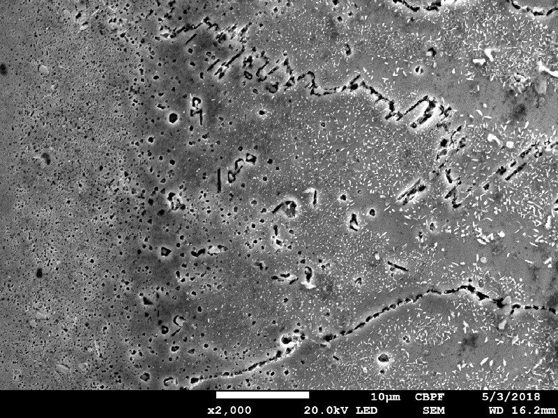 Image by scanning electron microscopy of the metallurgically bonded interface of the internally cladded pipe. It is a seamless pipe in a low alloy steel X70 cladded by welding overlay of Alloy 625 (by automatic GTAW process). The region is a detail of the interface inside the Ni alloy weld metal, presenting columnar grains and intragranular preciptation. The pipe was heat treated before bending (solution annealing) and after bending (quenching and tempering to meet X70 grade). The microhardness of this region is higher than the value obtained out of this region, in the overlay.