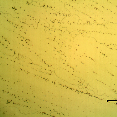 Micrographic detail of a longitudinal section of the pipe in the overlay weld metal, with electrolytic etch that reveals the Ni alloy structure with celular dendritic morphology and precipitates.