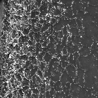 Image by scanning electron microscopy of the metallurgically bonded interface of the internally cladded pipe.  It is a longitudinal seam welded pipe, with substrate in low alloy steel X65 and clad plate in Alloy 625 (welded by a solid state process). The region is a detail in the side of the Ni alloy clad plate where a grain refinement has occurred probably due to recrystallization of a strain hardened region during later heat treatment. The microhardness of this region is a lot higher than the value obtained out of this region, in the clad plate.