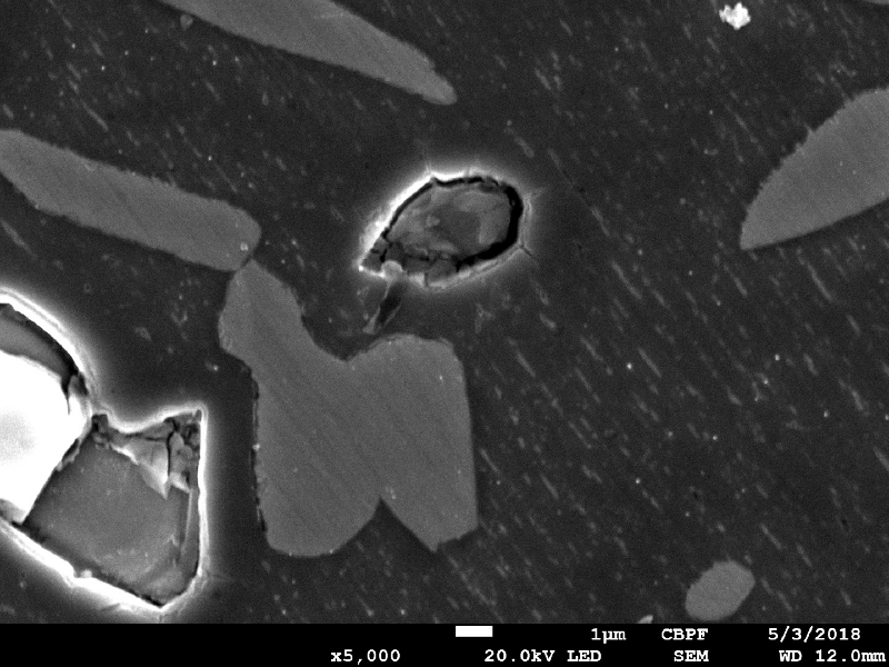Higher magnification detail of the sigma phase by scaning electron microscopy.