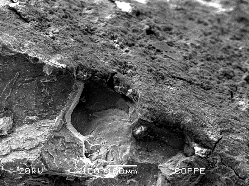 The scanning electron microscopy image presents the surface of the spring (top of the figure) where it was broken (the fracture is in the bottom of the figure). It is possible to see that there is a product at the surface and the material presents intergranular fracture, suggesting there was a hydrogen embrittlement effect. Important to observe that the material does not present pits.