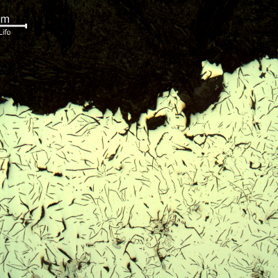 Micrographic aspect, as polished, of the cast cylinder section at the fracture position (top of the figure), in the center of the thickness.  It is possible to see a mixture of large graphite flakes and rosette grouping flakes.