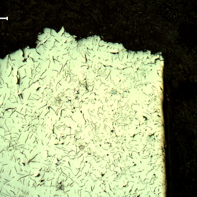Micrographic aspect, as polished, of the cast cylinder section at the fracture position (top of the figure), close to the external surface (left side).  It is possible to see smaller graphite flakes, interdendritic .