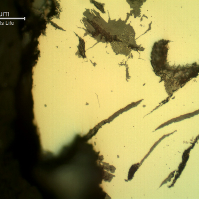 Micrographic detail of the corroded surface of the cast cylinder in contact with treated water, as polished, showing that the corrosion occurs preferentially at the flake to matrix interfaces.